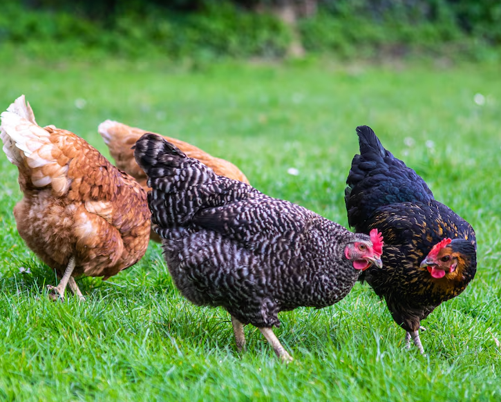 what chickens know
